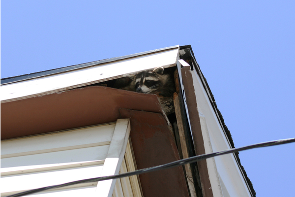 9 Common Animals That Can Cause Damage to Homes