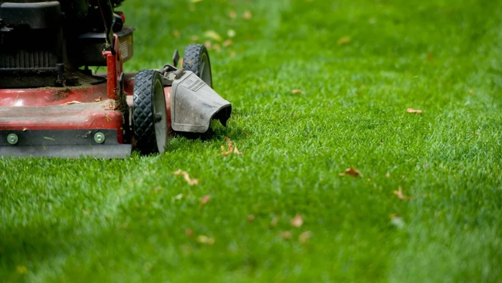 Garden Maintenance landscaping In Dubai