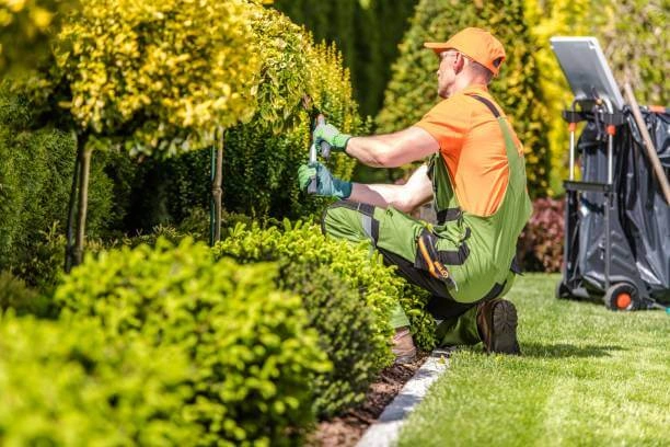 Garden Maintenance landscaping In Dubai