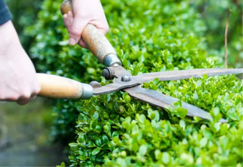 Garden Maintenance landscaping In Dubai